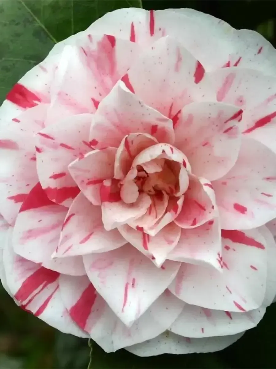 Камелия японская  Bonomiana roze