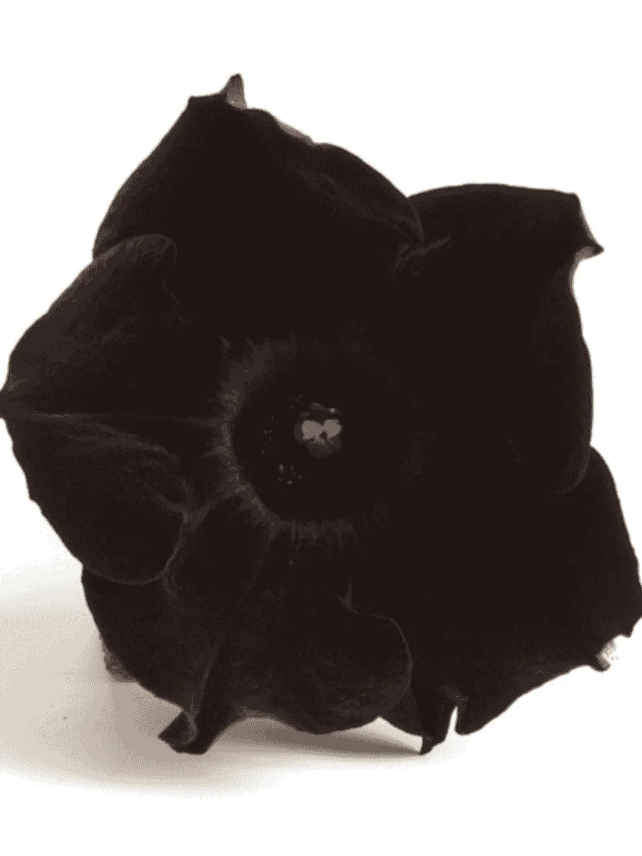 Петуния (сурфиния) Collection Black