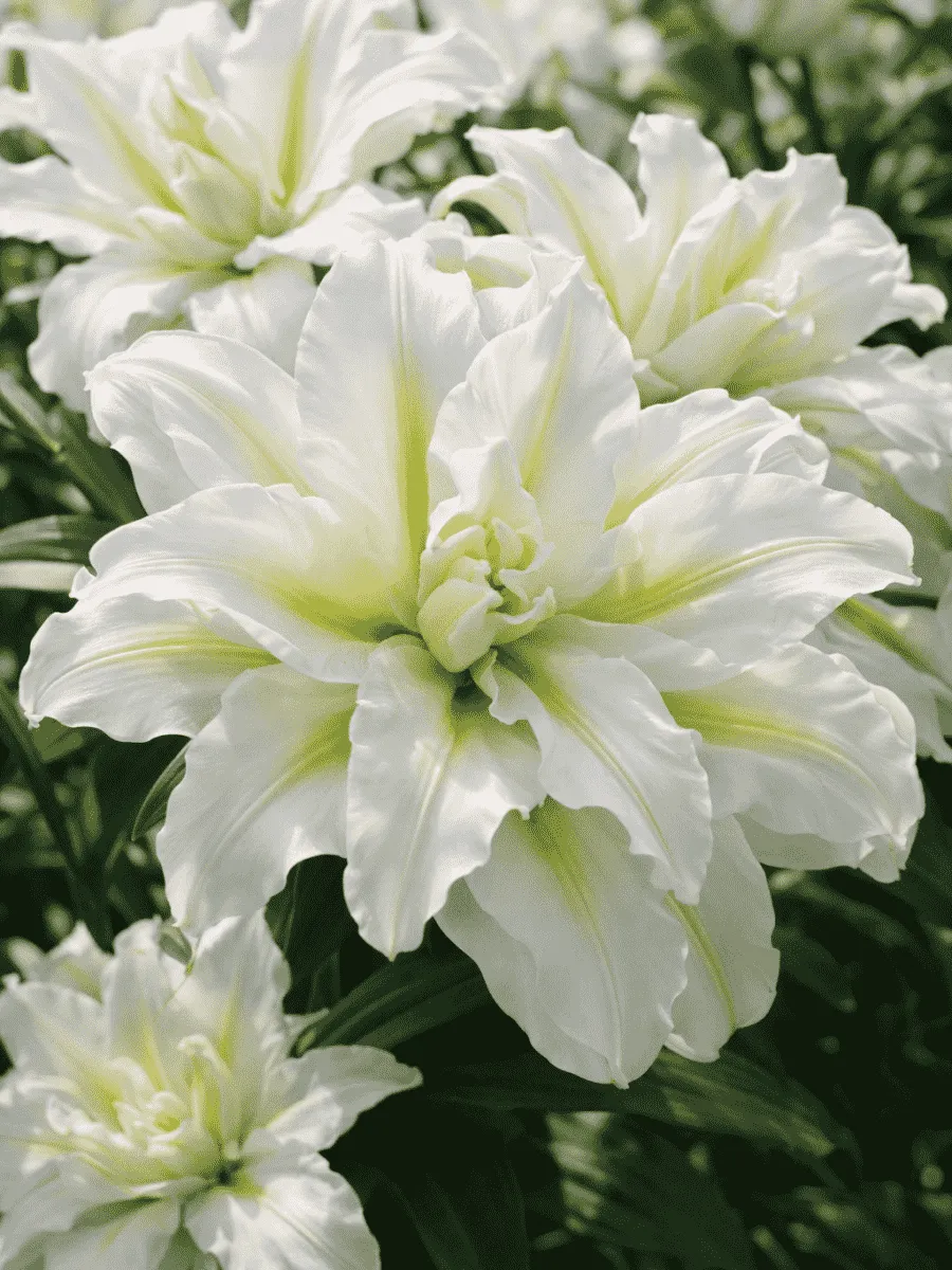 Лилия Roselily Samuela