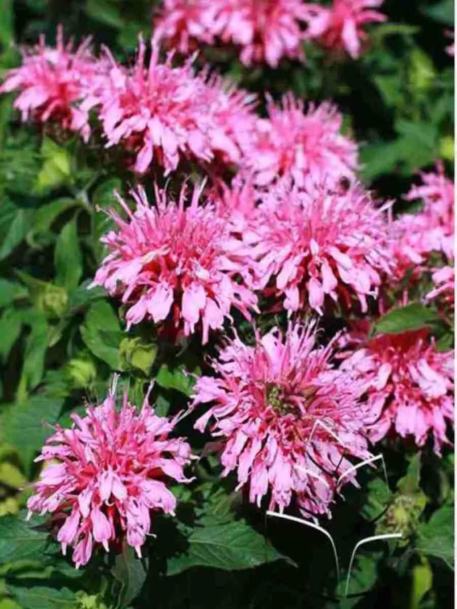 Монарда двойчатая Balmy Pink