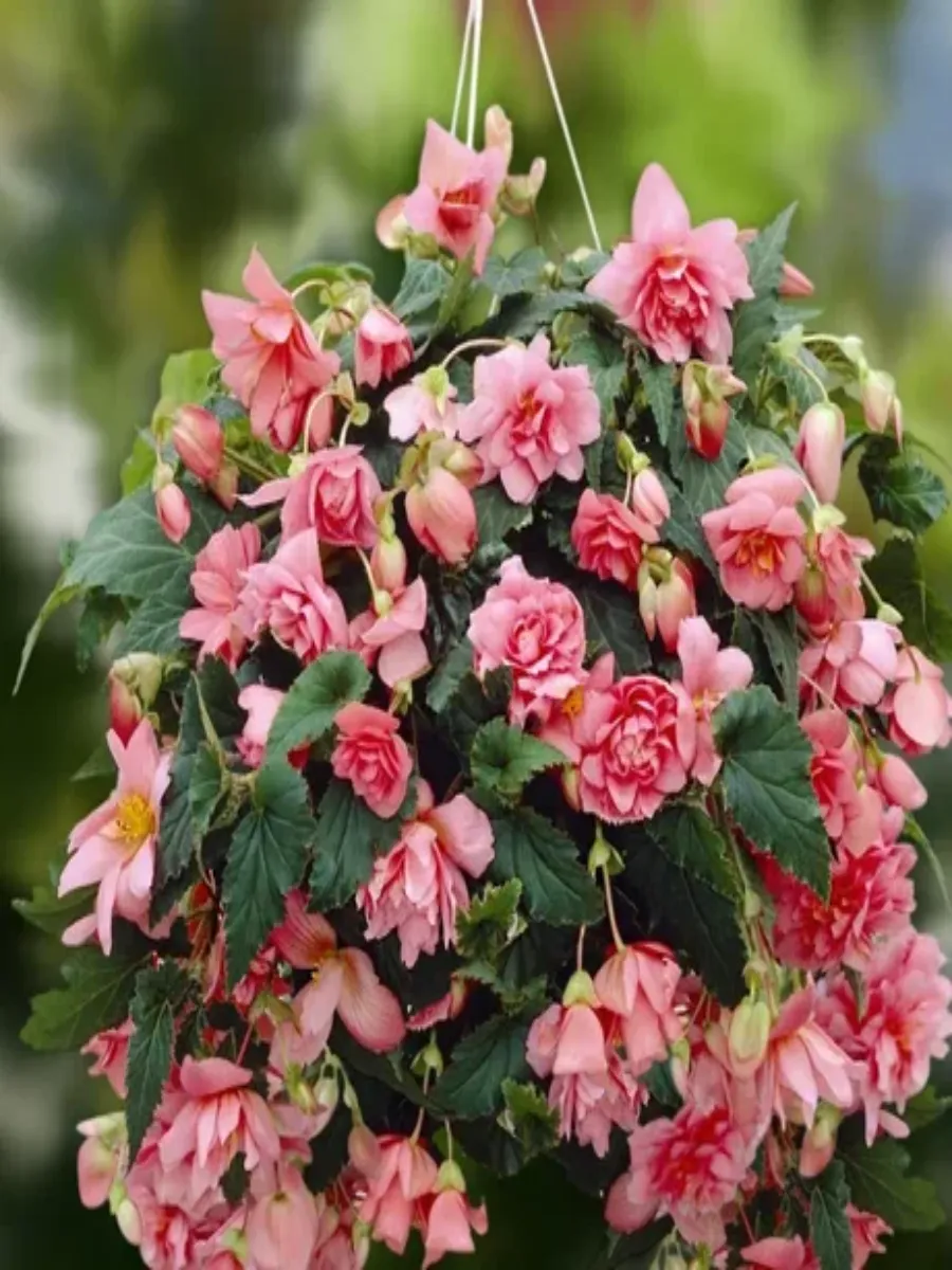 Бегония Pendula Scharlaken