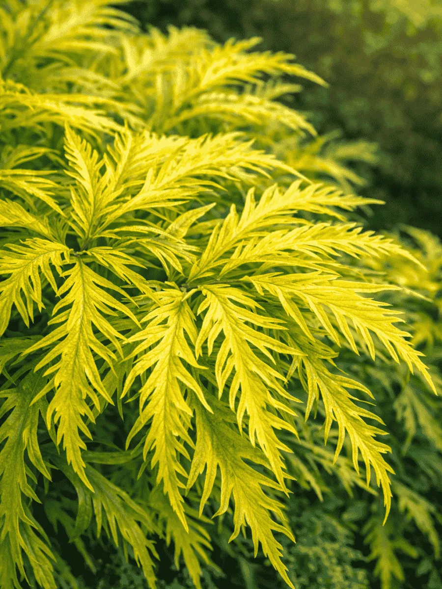 Бузина красная Sutherland Gold