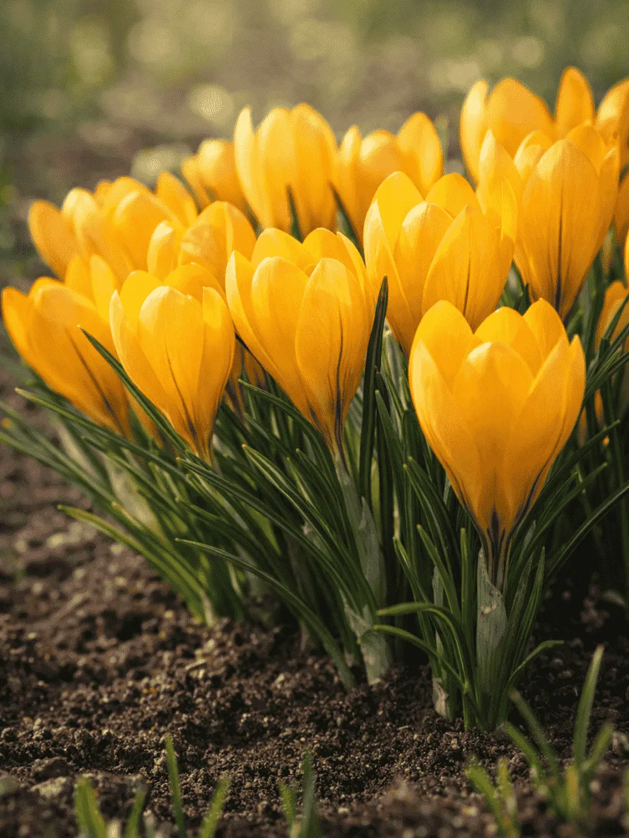 Крокус Ботанический Golden Yellow