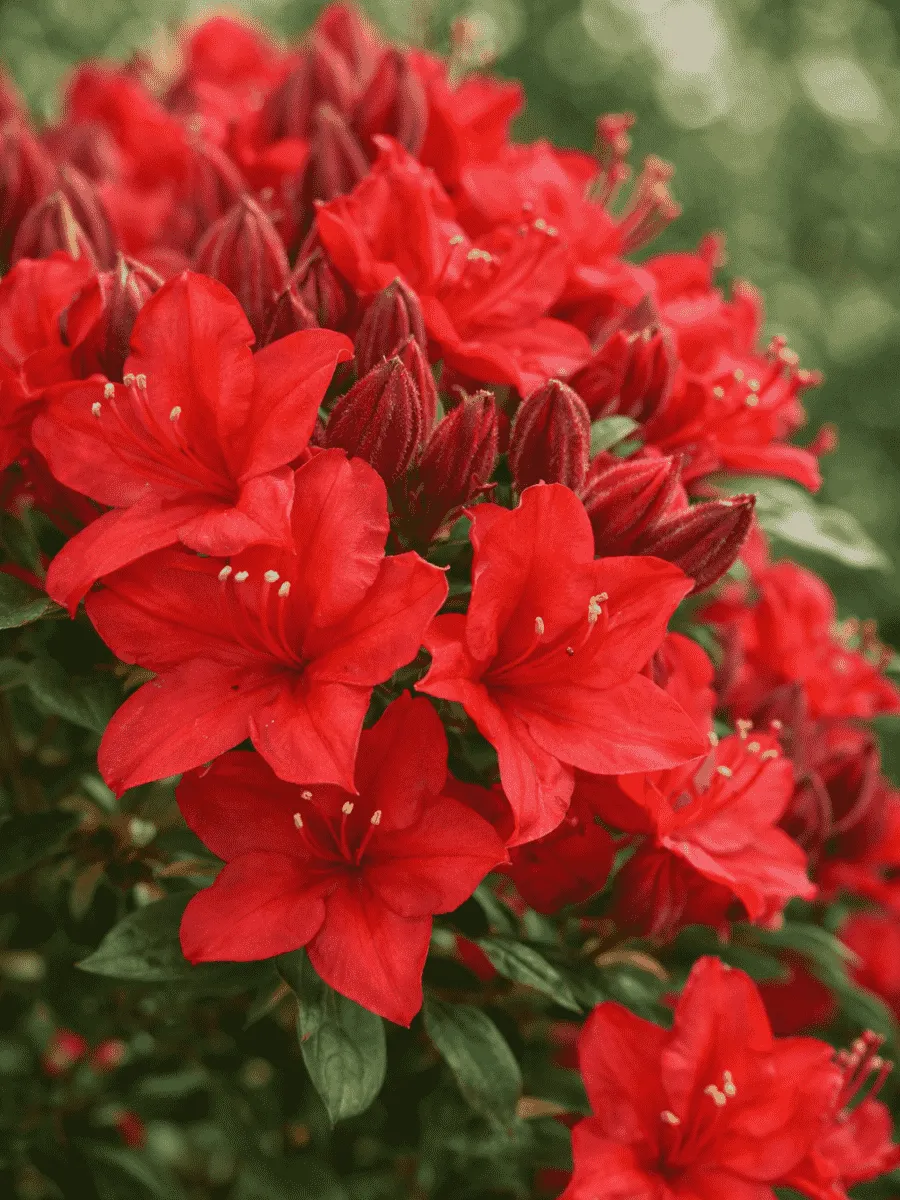 Азалия Crosswater Red