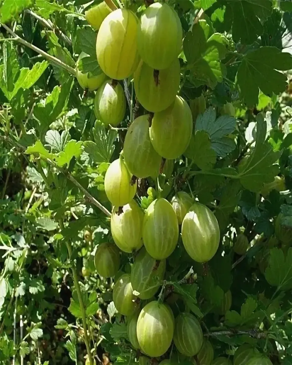Крыжовник Уральский изумруд