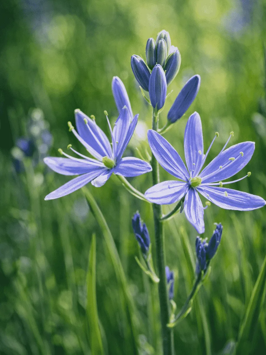 Камассия Лейхтлина Caerulea