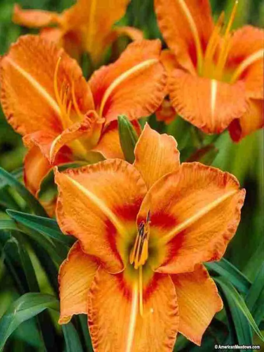 Лилейник Tuscawilla Tigress