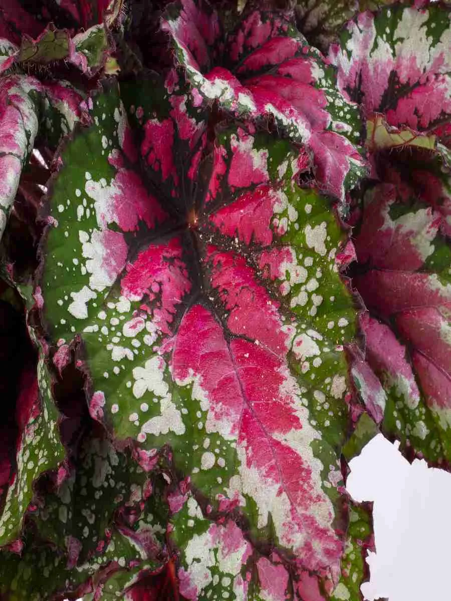 Бегония Beleaf Amazon River 