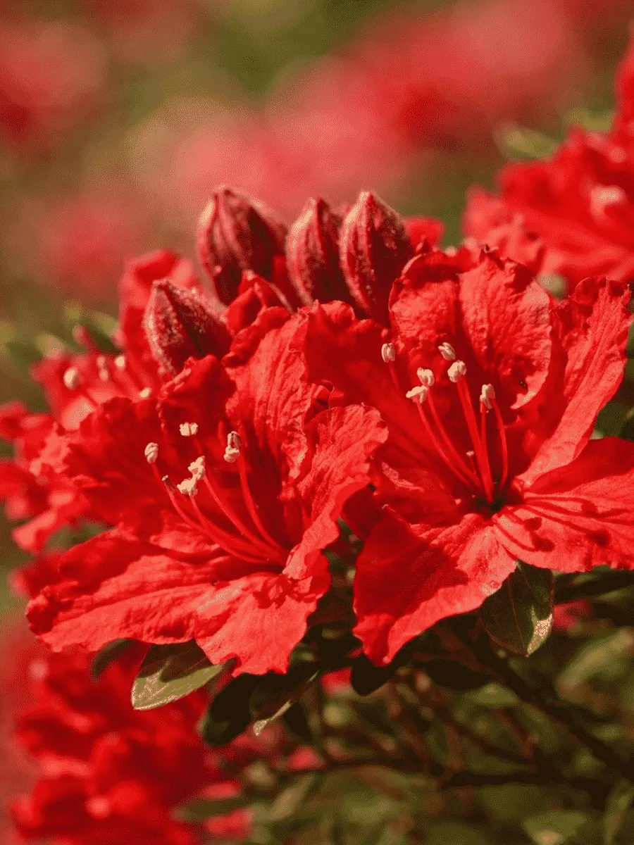 Азалия Crosswater Red
