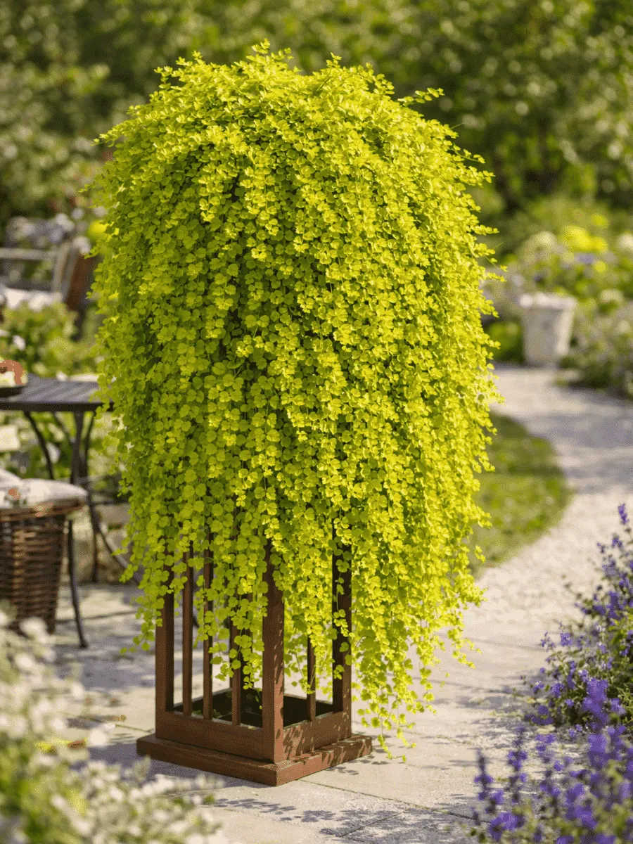 Вербейник монетчатый Golden Foliage