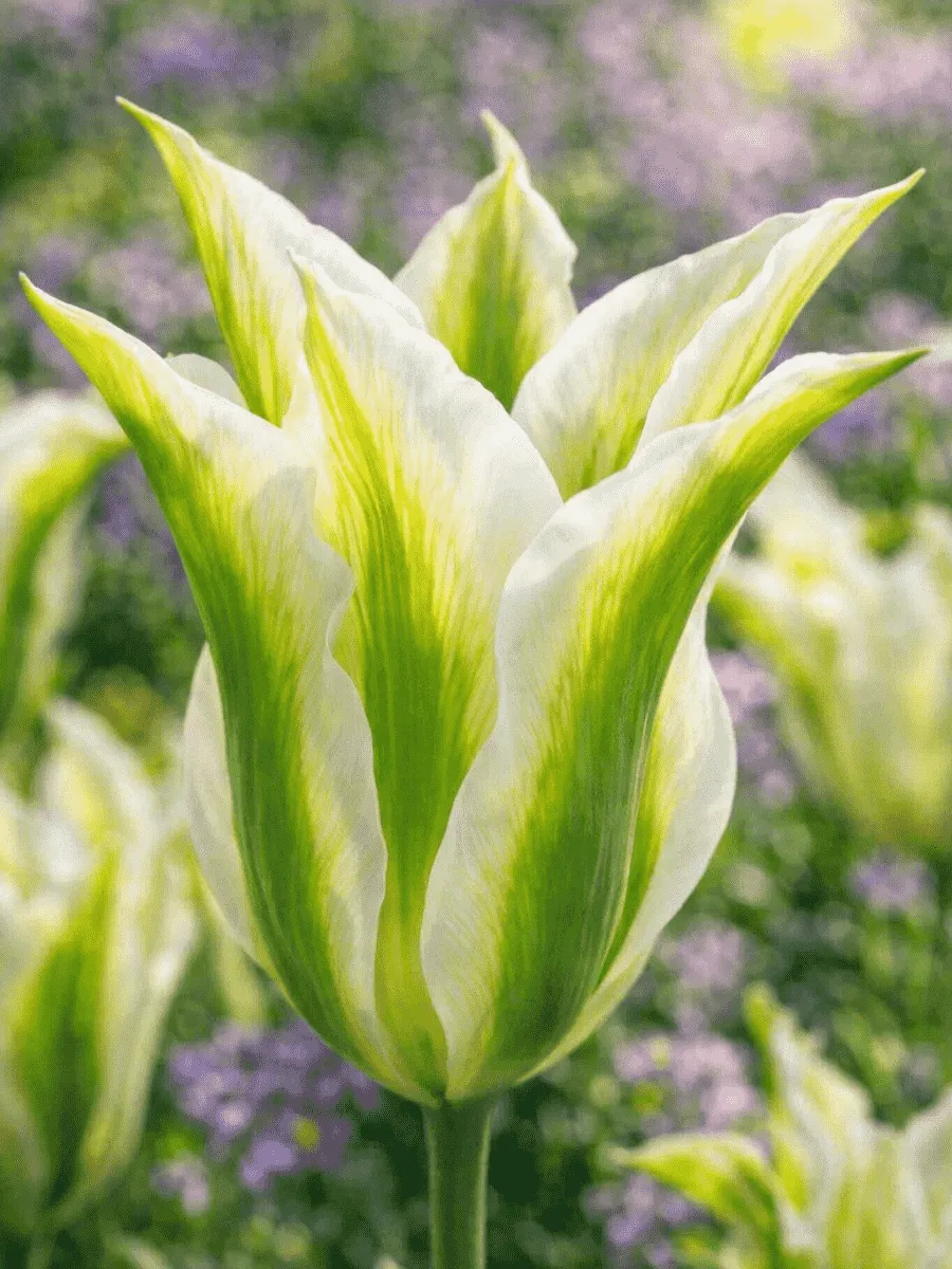 Тюльпан White Spring Green