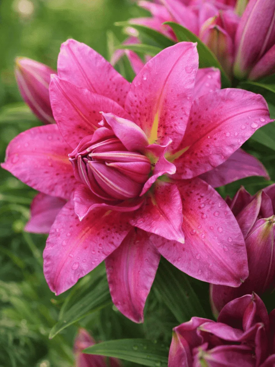 Лилия Roselily Floretta