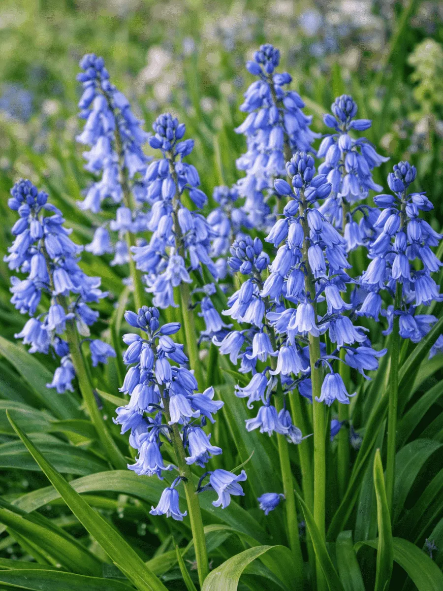Гиацинтоидес Blue