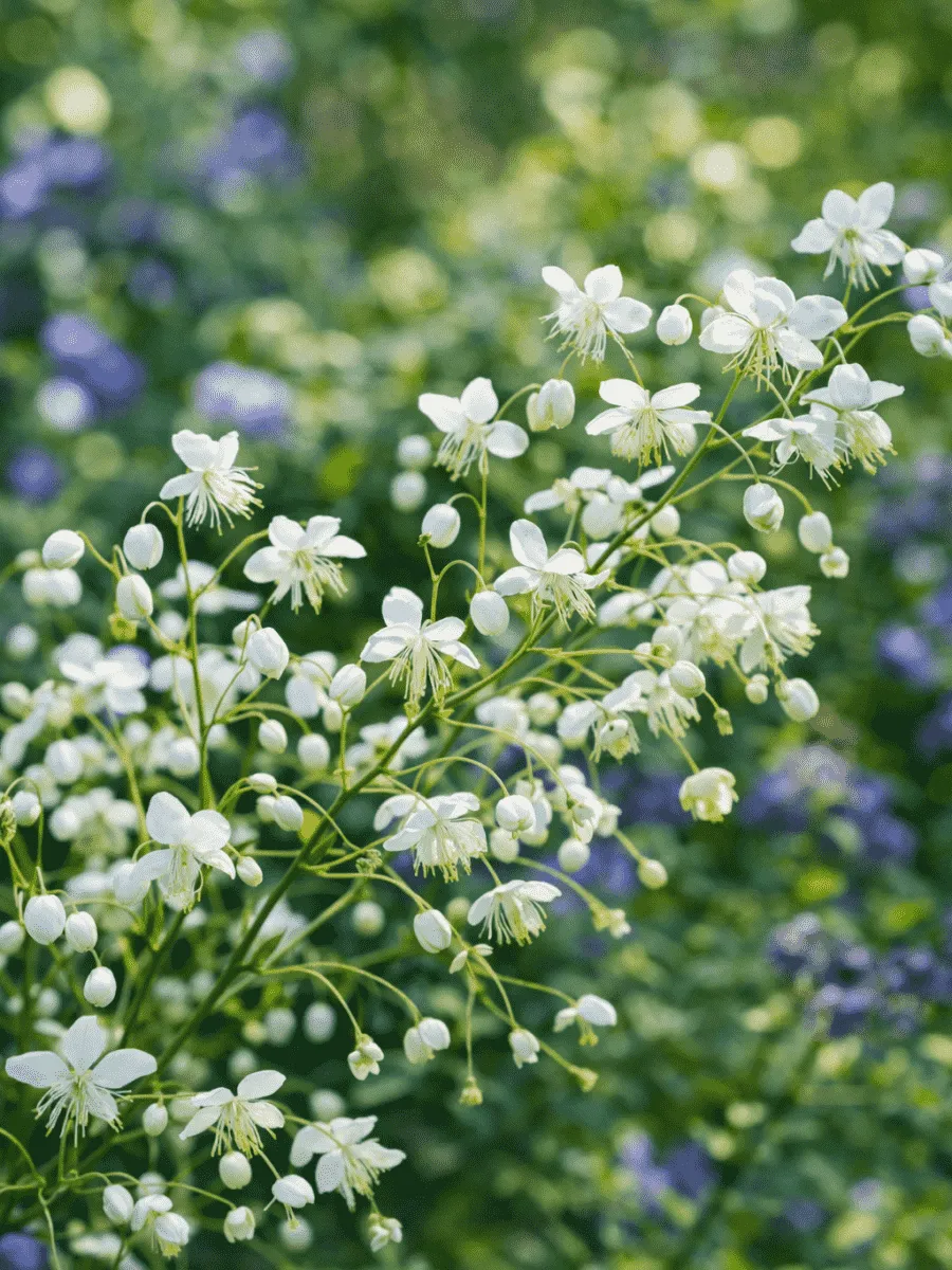 Василистник Splendide White