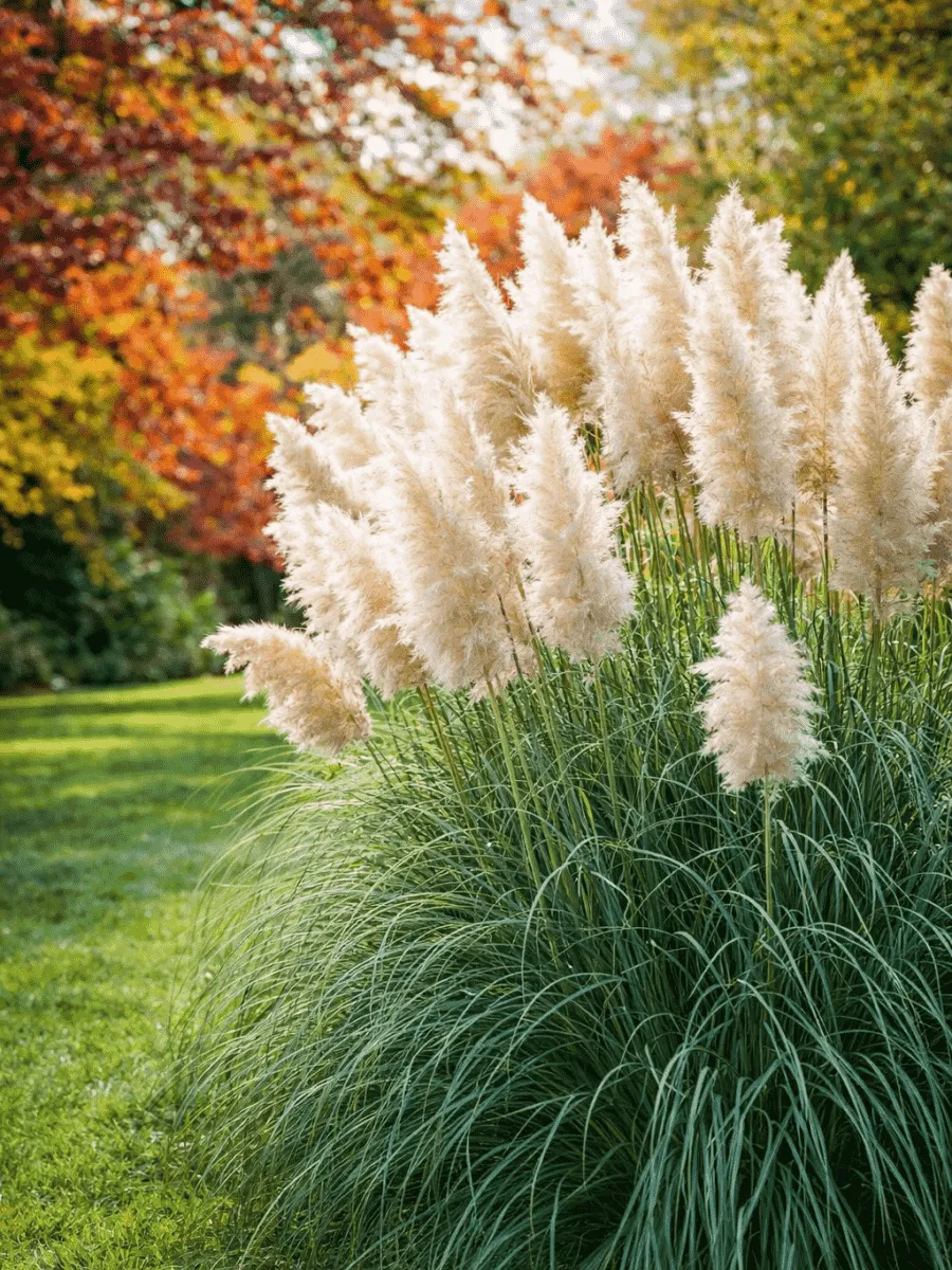 Кортадерия Cелло White Plume