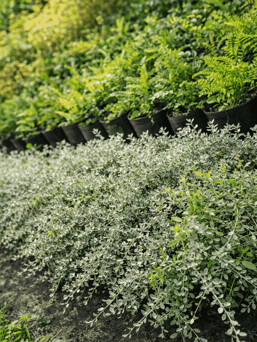 Ива ползучая Green Carpet