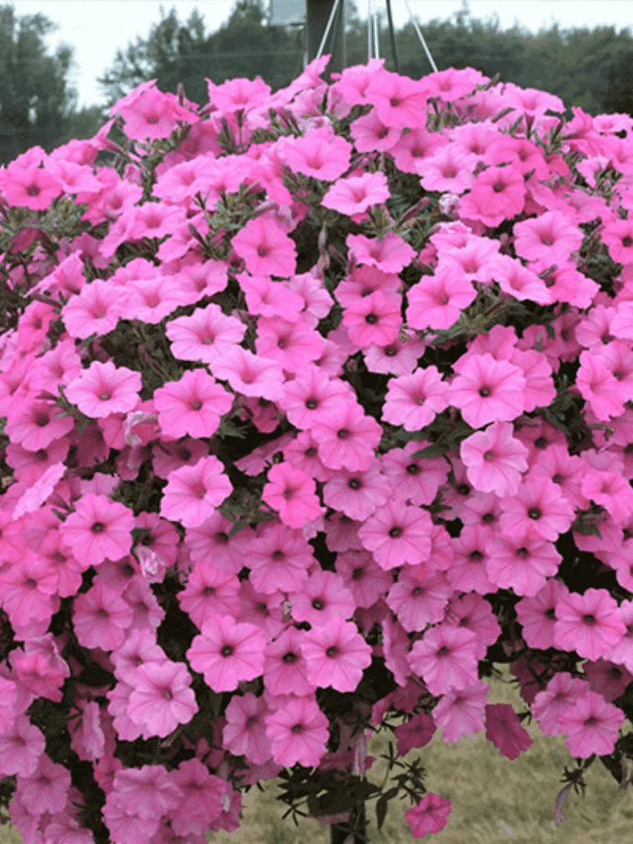 Петуния Littletunia Pink (Кашпо)