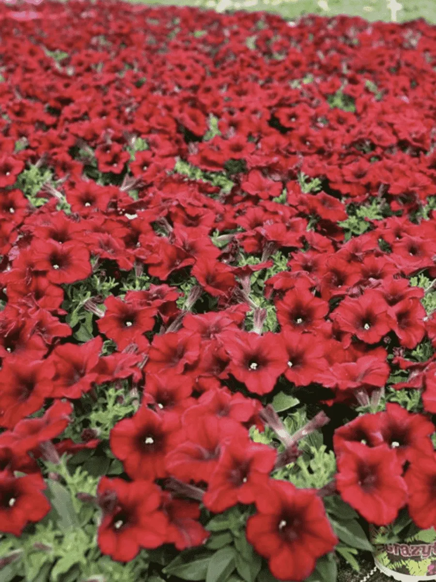 Петуния Crazytunia Red Blues (Кашпо)
