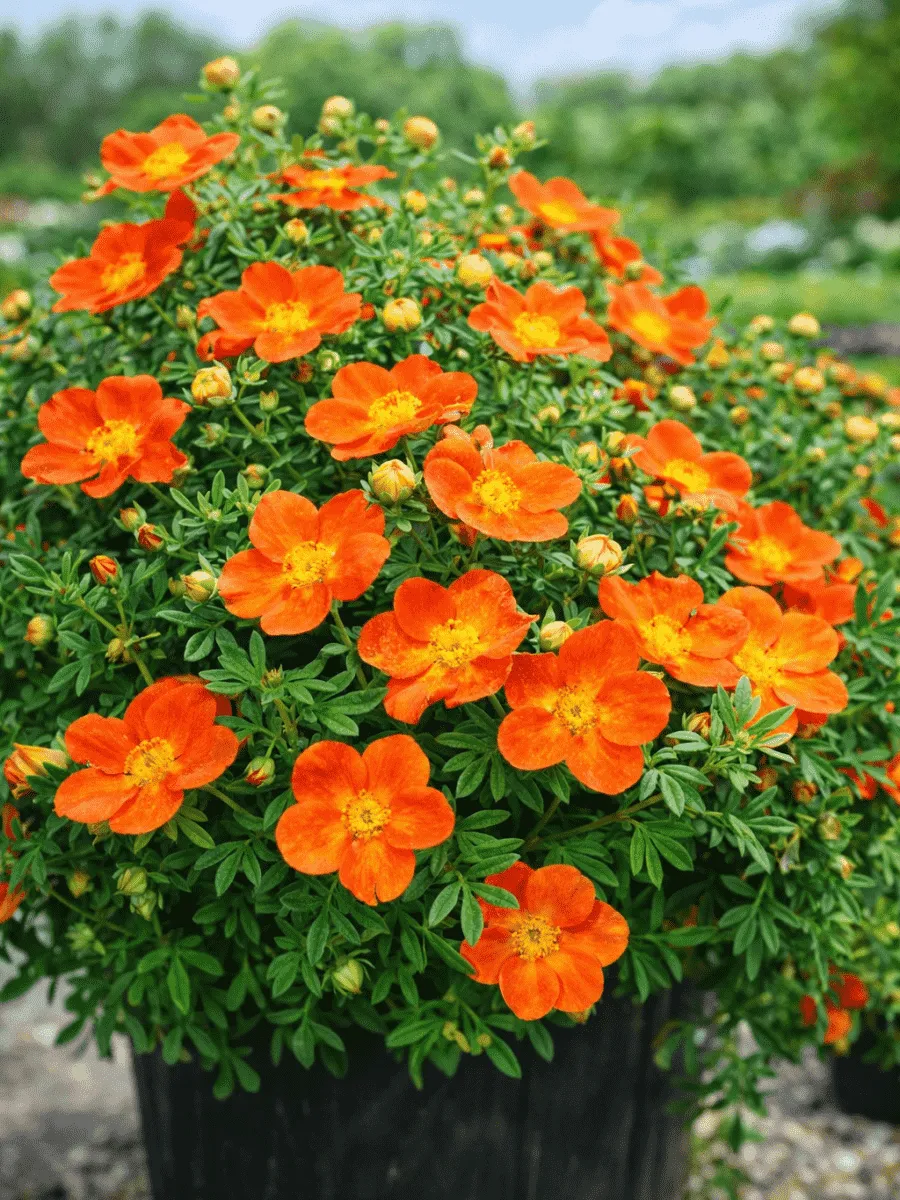 Лапчатка кустарниковая Hopleys Orange