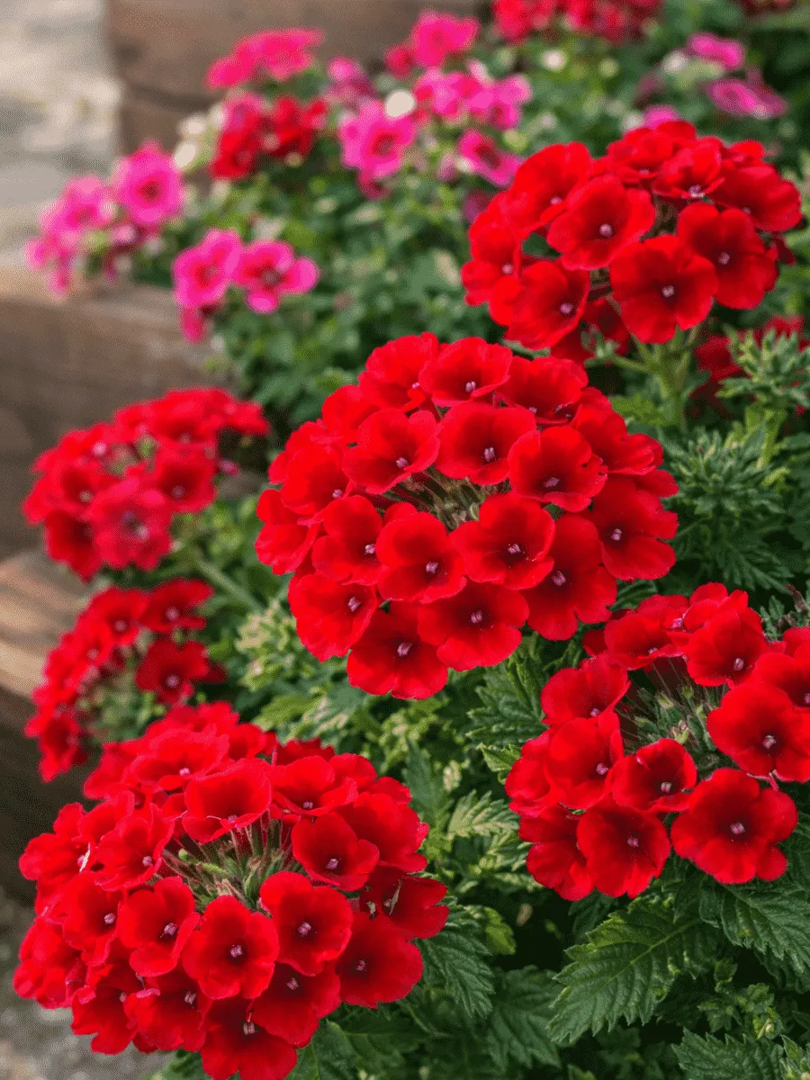 Вербена Empress Sun Red
