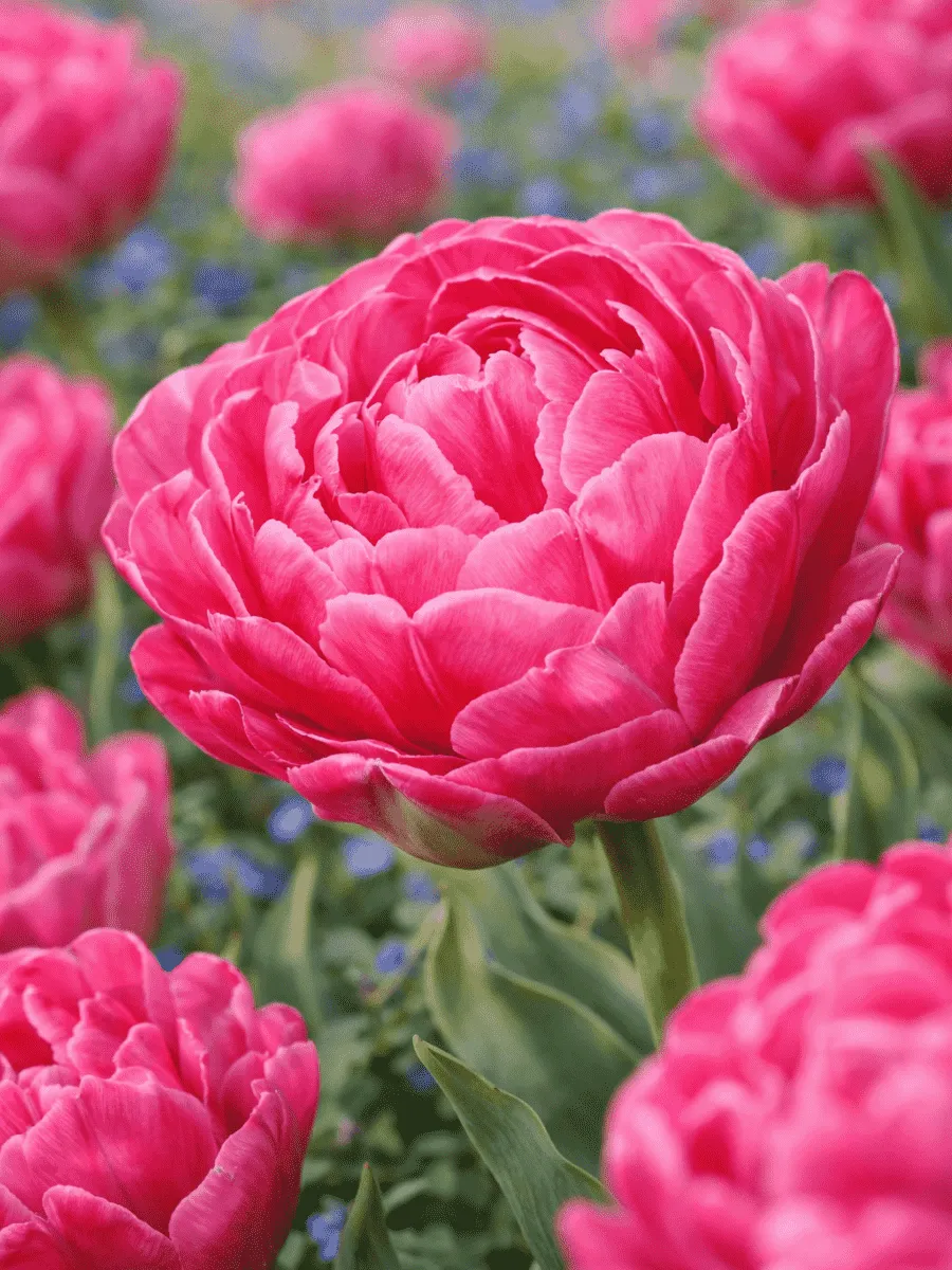 Тюльпан Rosy Diamond