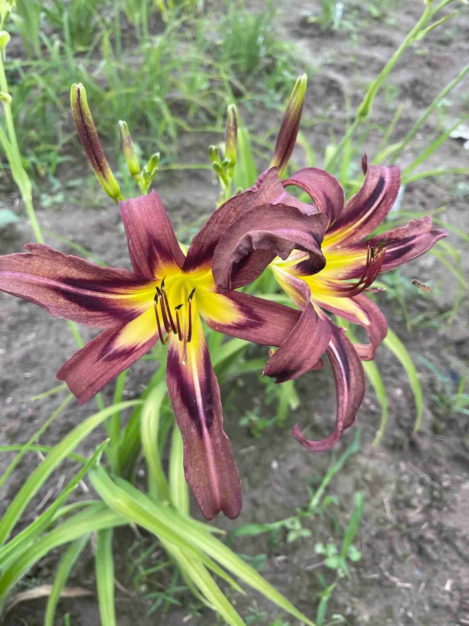 Лилейник Black Arrowhead