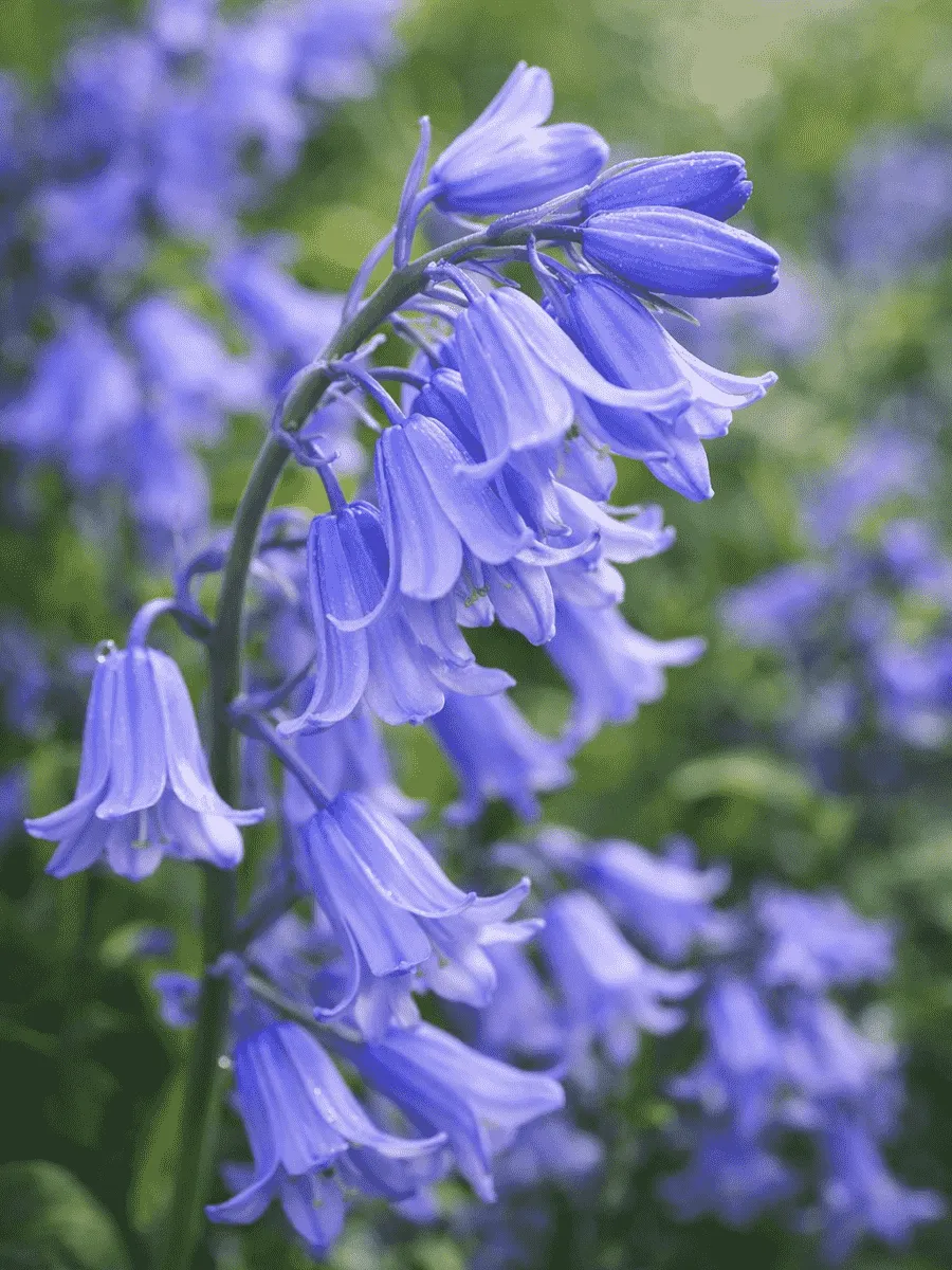 Гиацинтоидес Blue