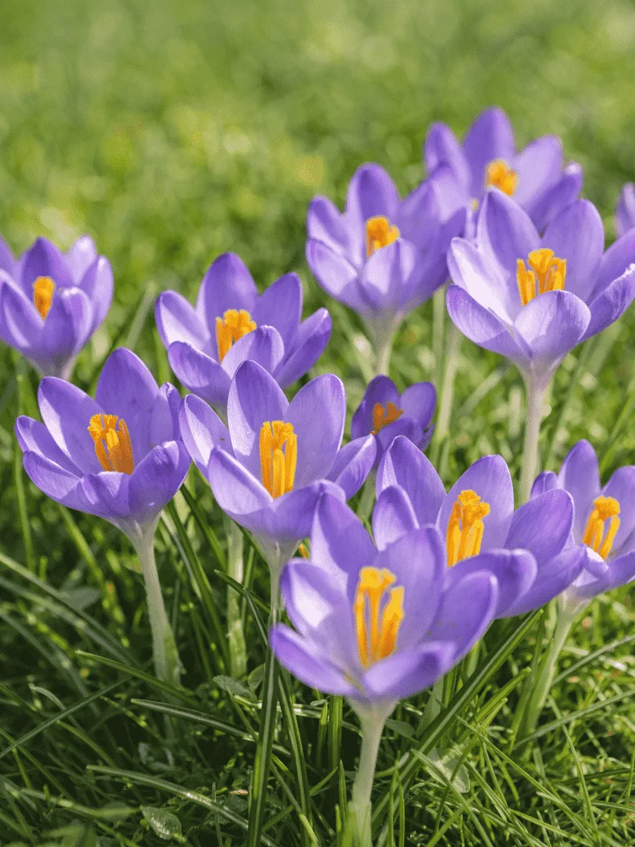 Крокус Ботанический Barr's Purple