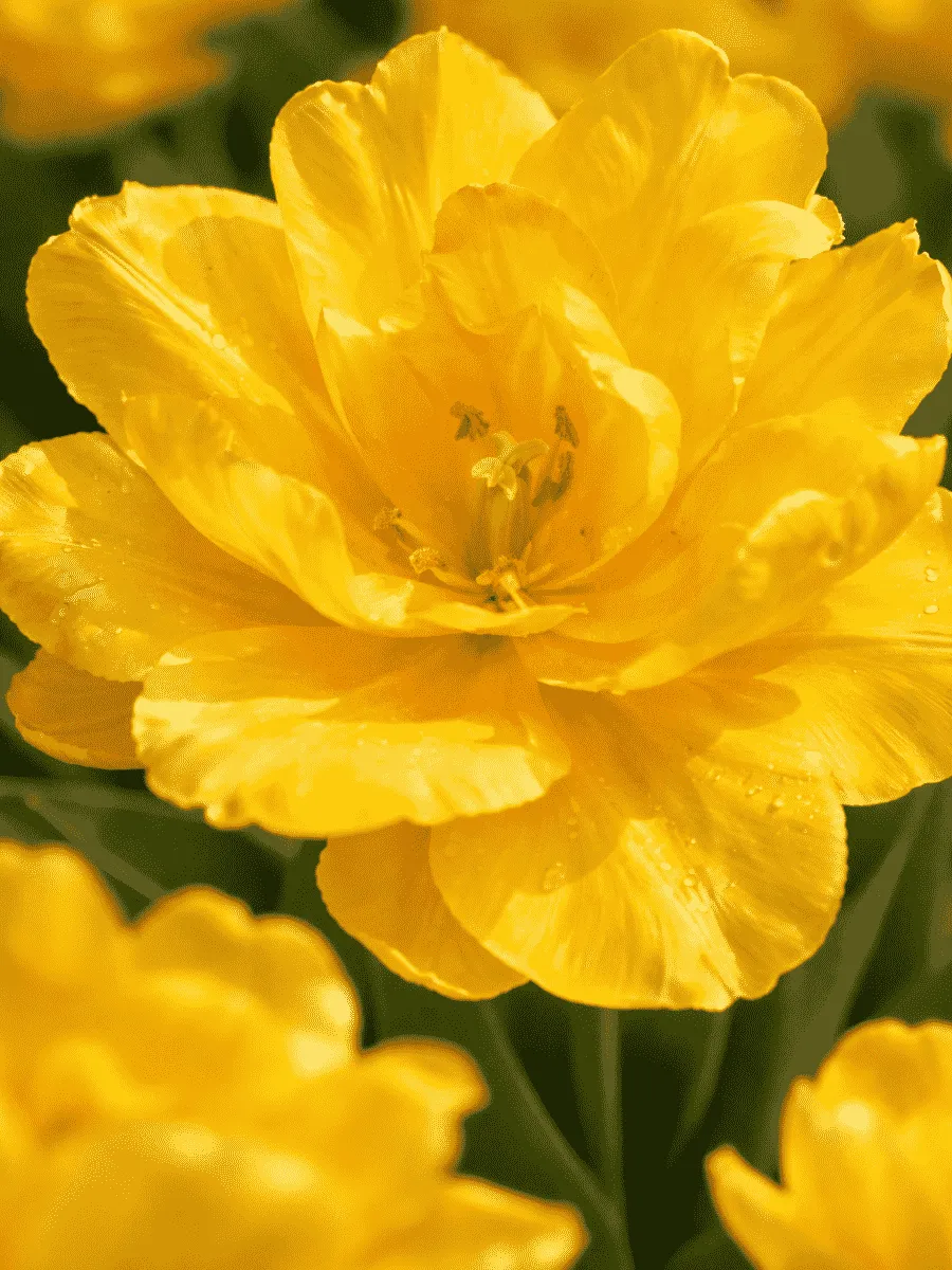 Тюльпан Махровый Monte Peony