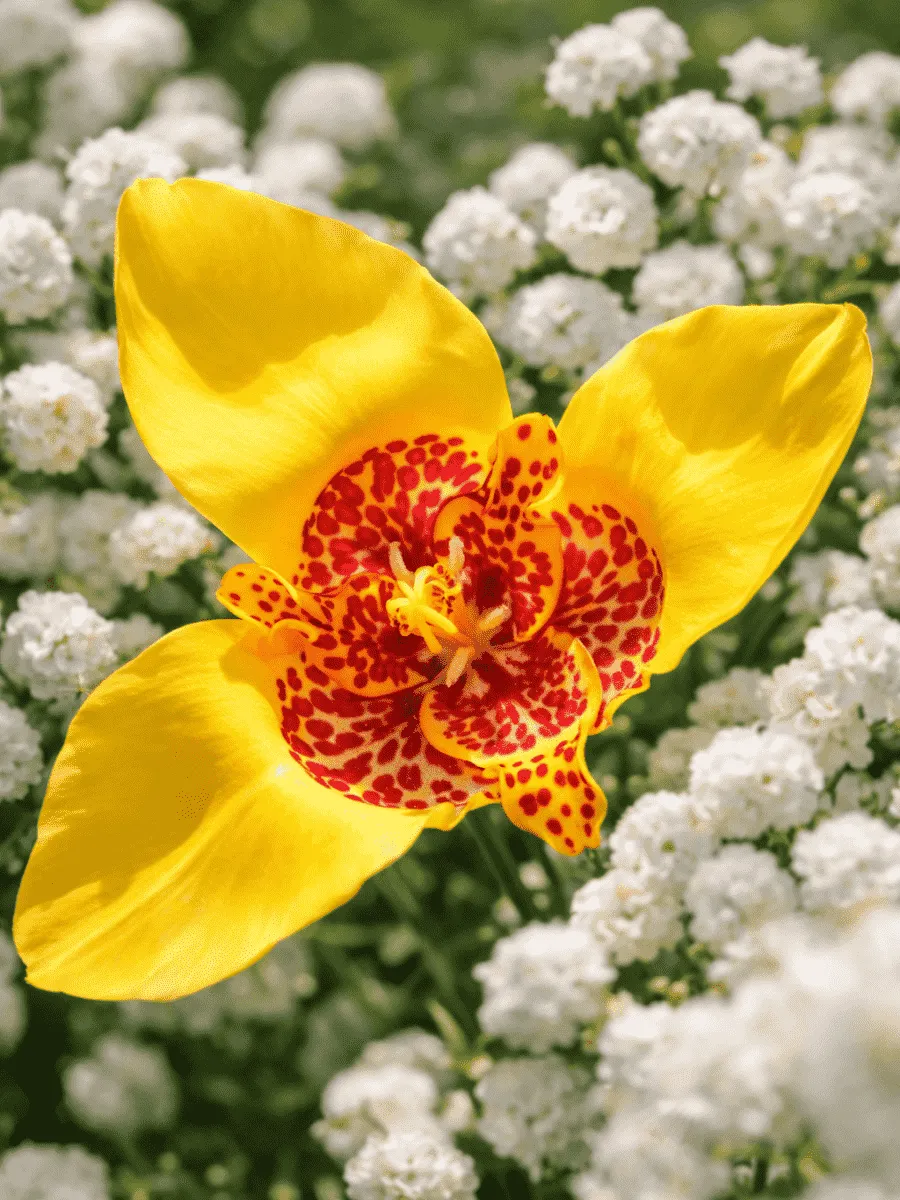Тигридия Yellow