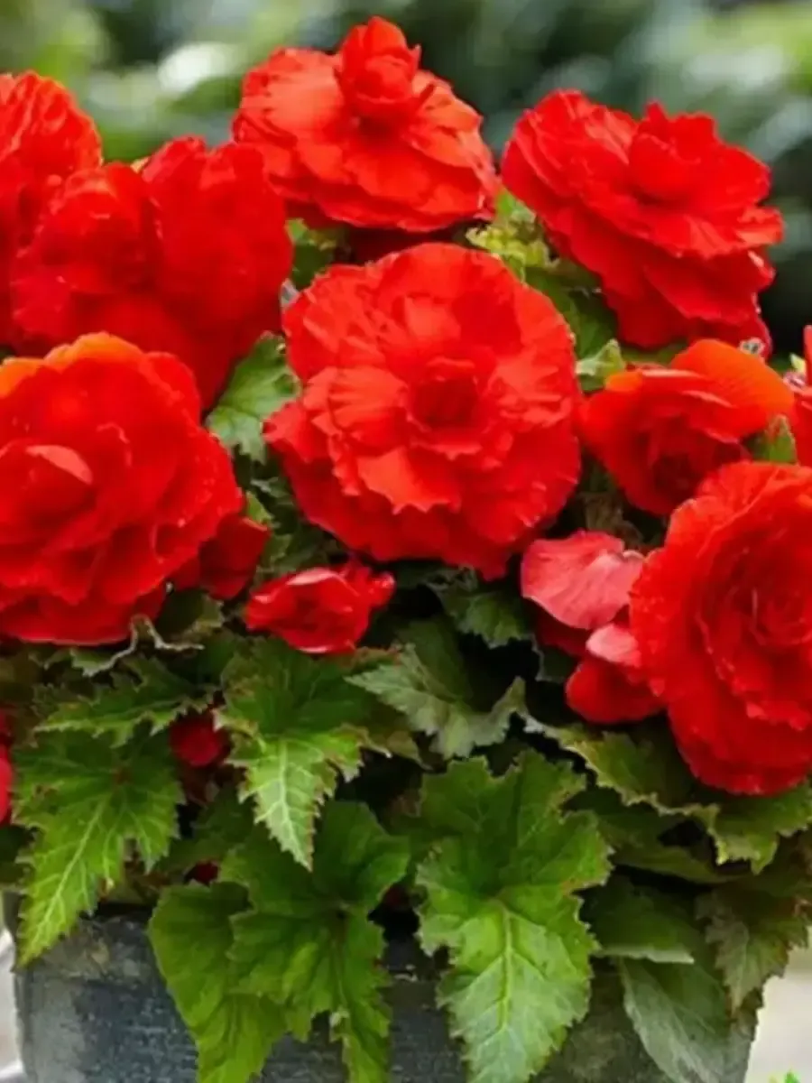Бегония Scharlaken