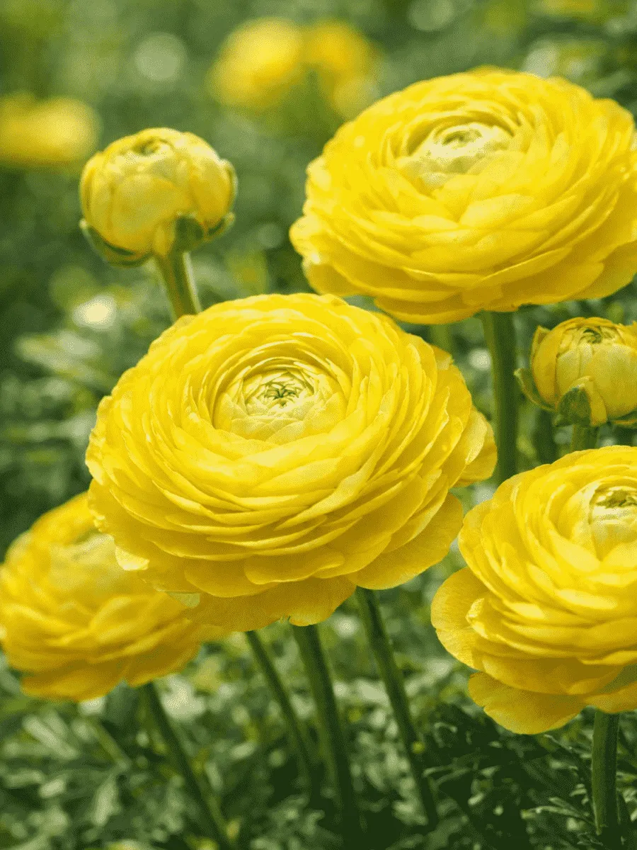 Лютик Азиатский  Yellow