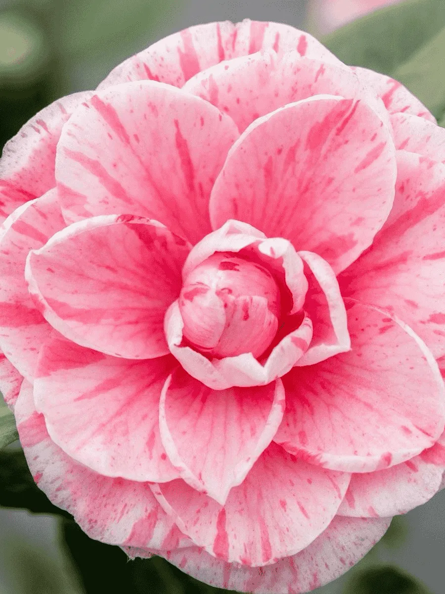 Камелия японская  Bonomiana roze