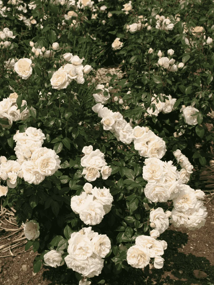 Роза Флорибунда Lions Rose