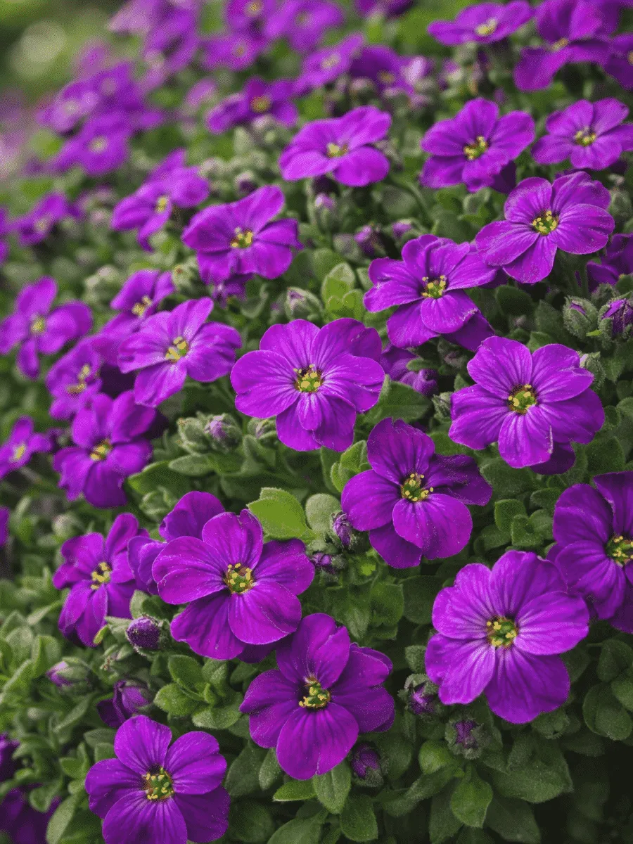 Аубриета Audrey Purple Shades