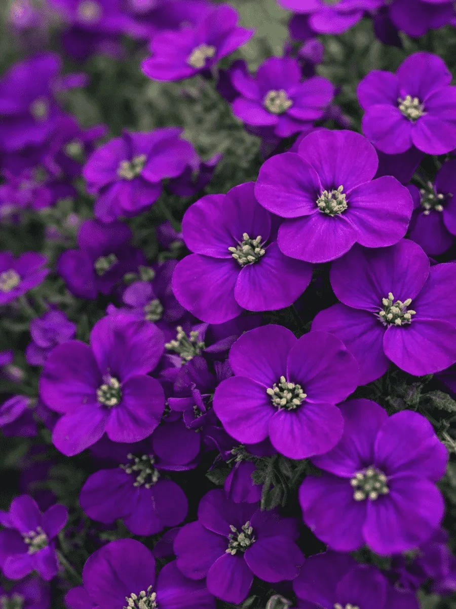 Аубриета Audrey Purple Shades