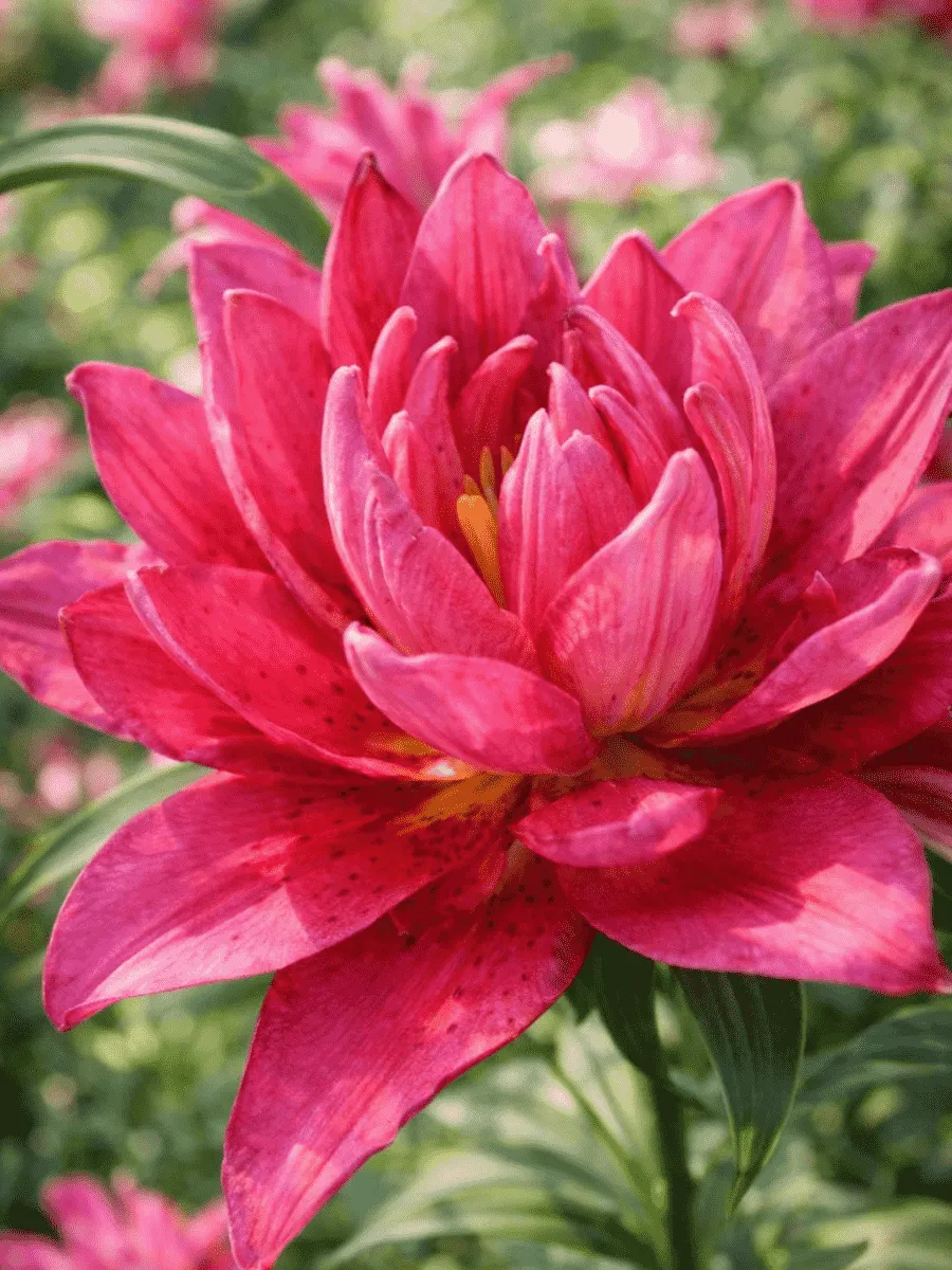 Лилия Roselily Floretta