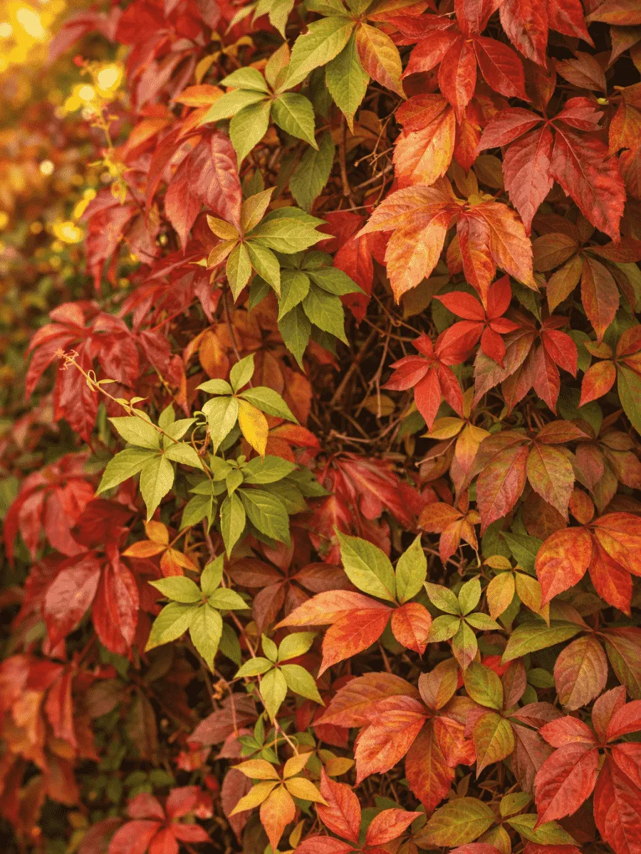 Виноград девичий пятилисточковый Parthenocissus