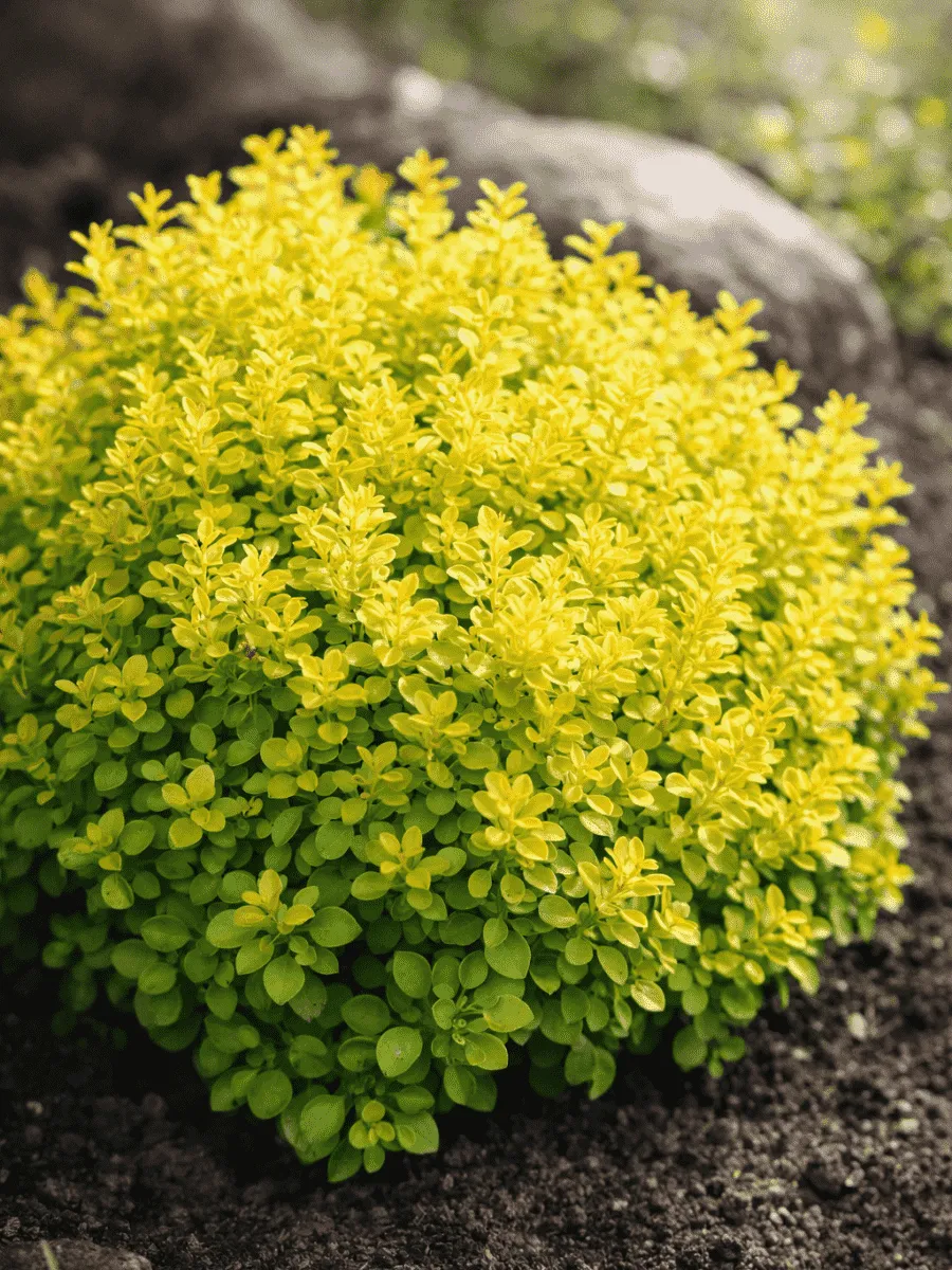 Барбарис Тунберга Tiny Gold