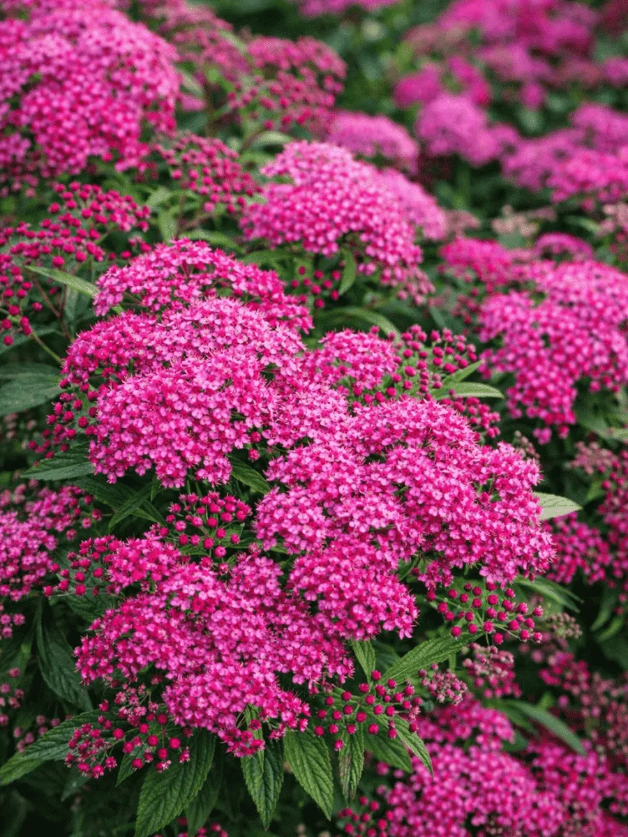 Спирея японская Froebelii