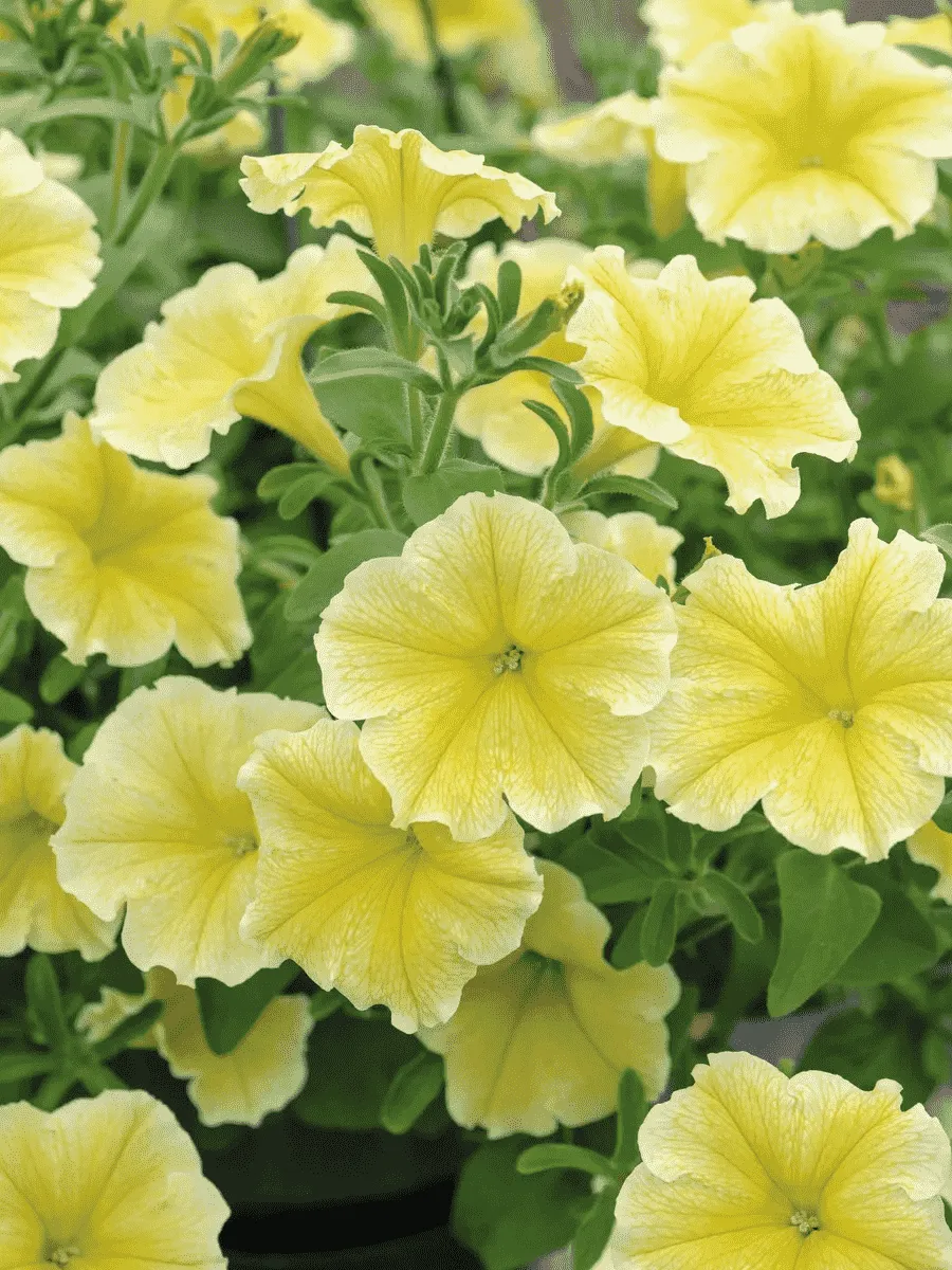 Петуния (сурфиния) Fanfare Deep Yellow