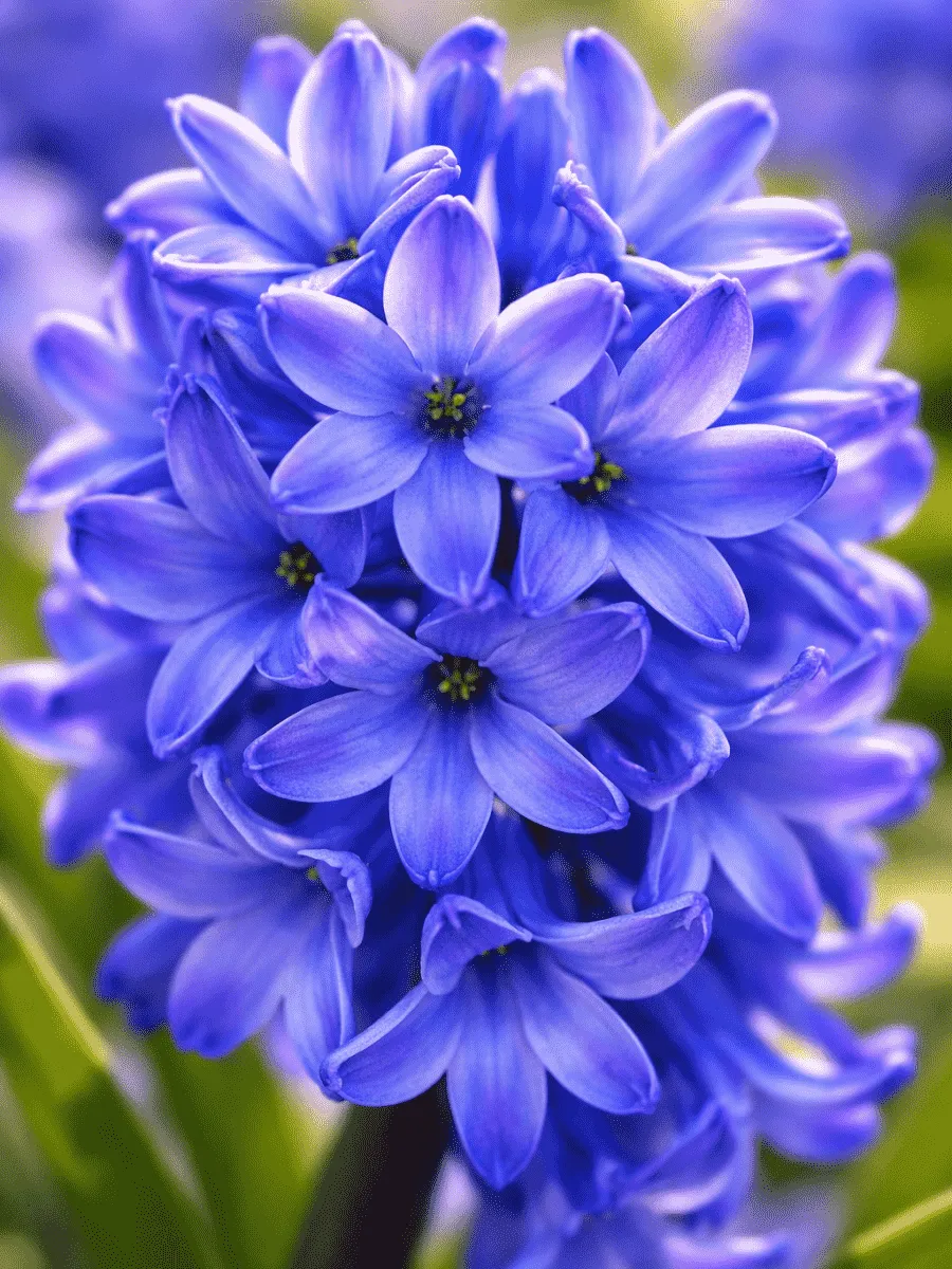 Гиацинт Delft Blue