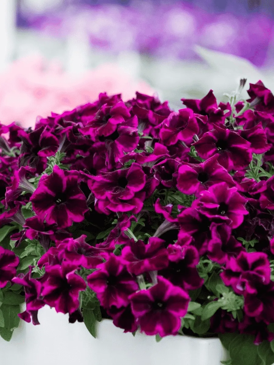 Петуния (сурфиния) Go! Tunia  Cosmic purple