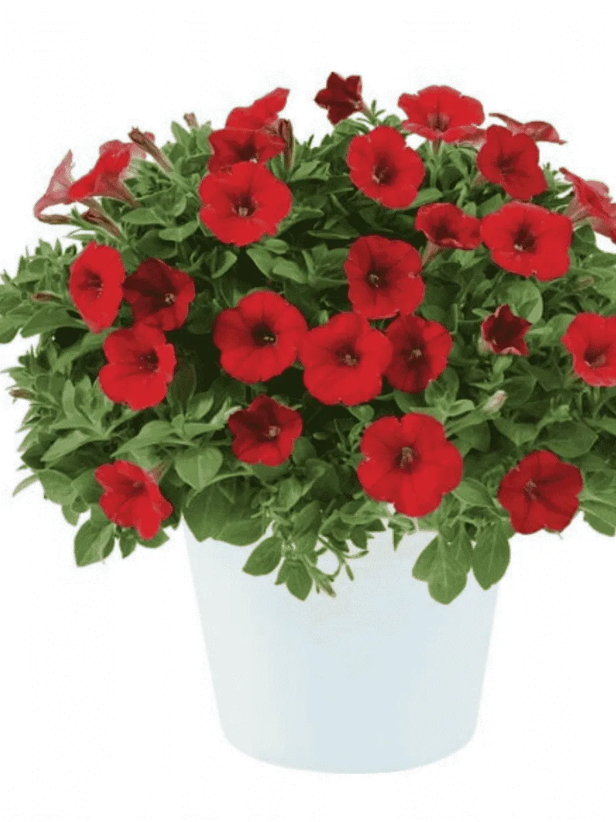 Петуния Littletunia Bright Red (Кашпо)