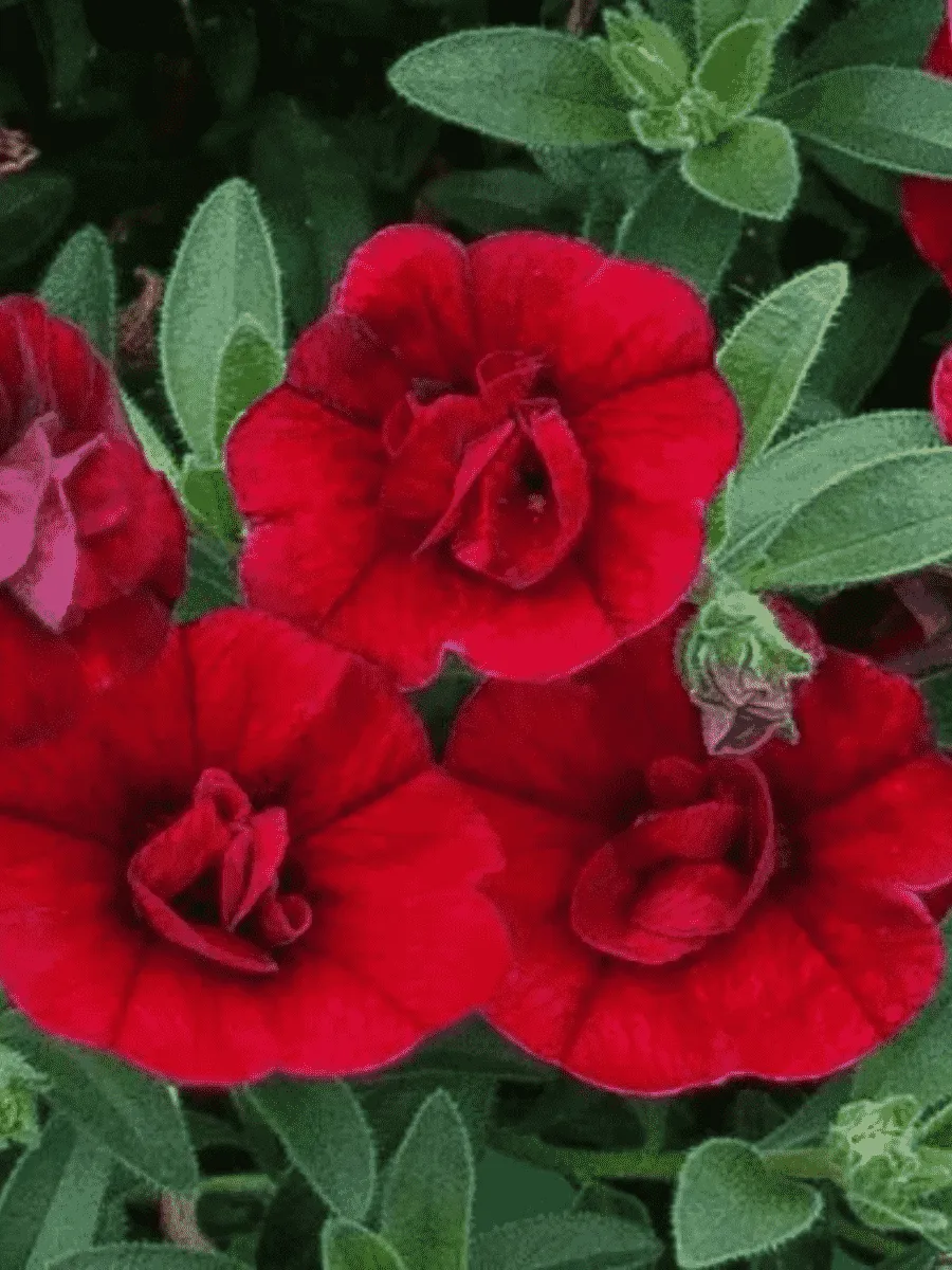 Калибрахоа махровая M.F. Neo Double Dark Red