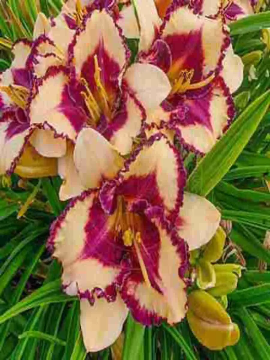 Лилейник Tropical Surprise