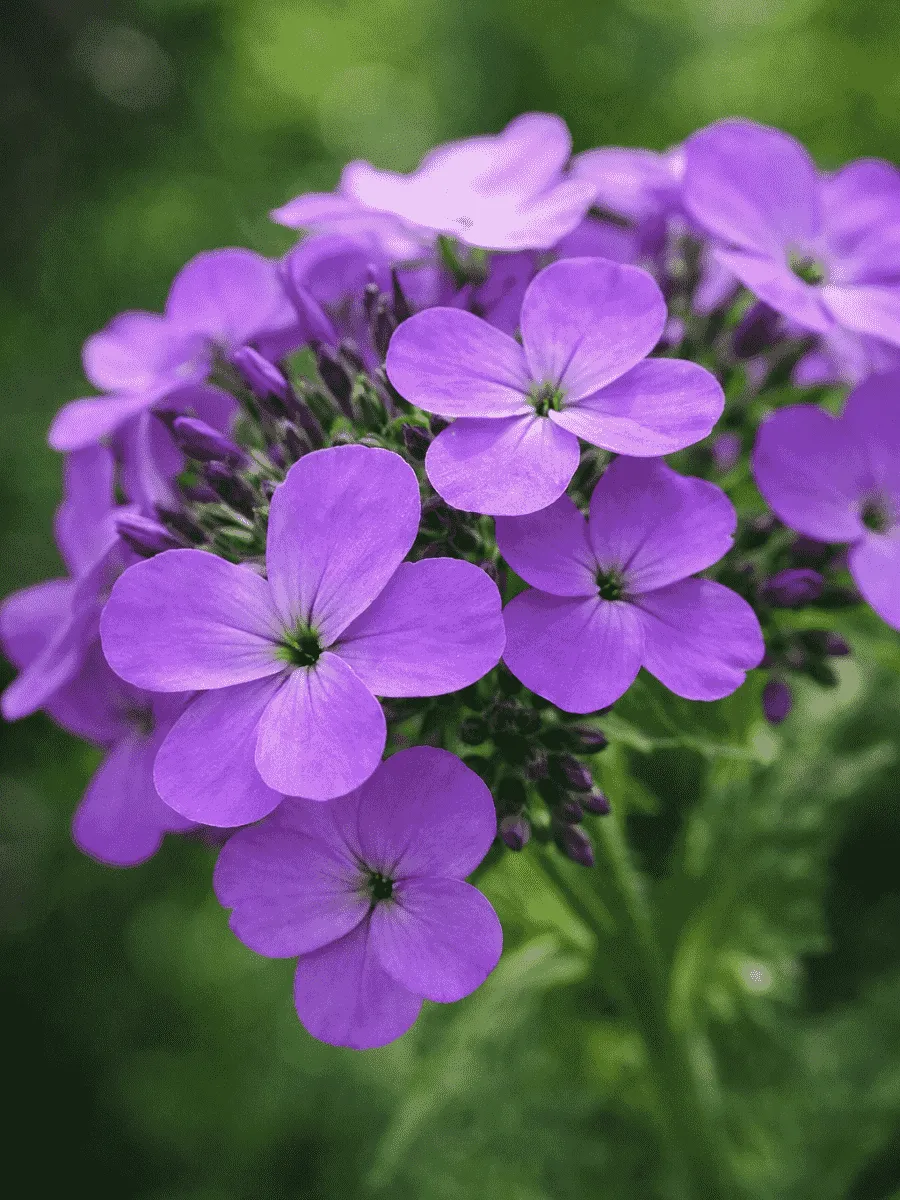 Вечерница Матроны Violet