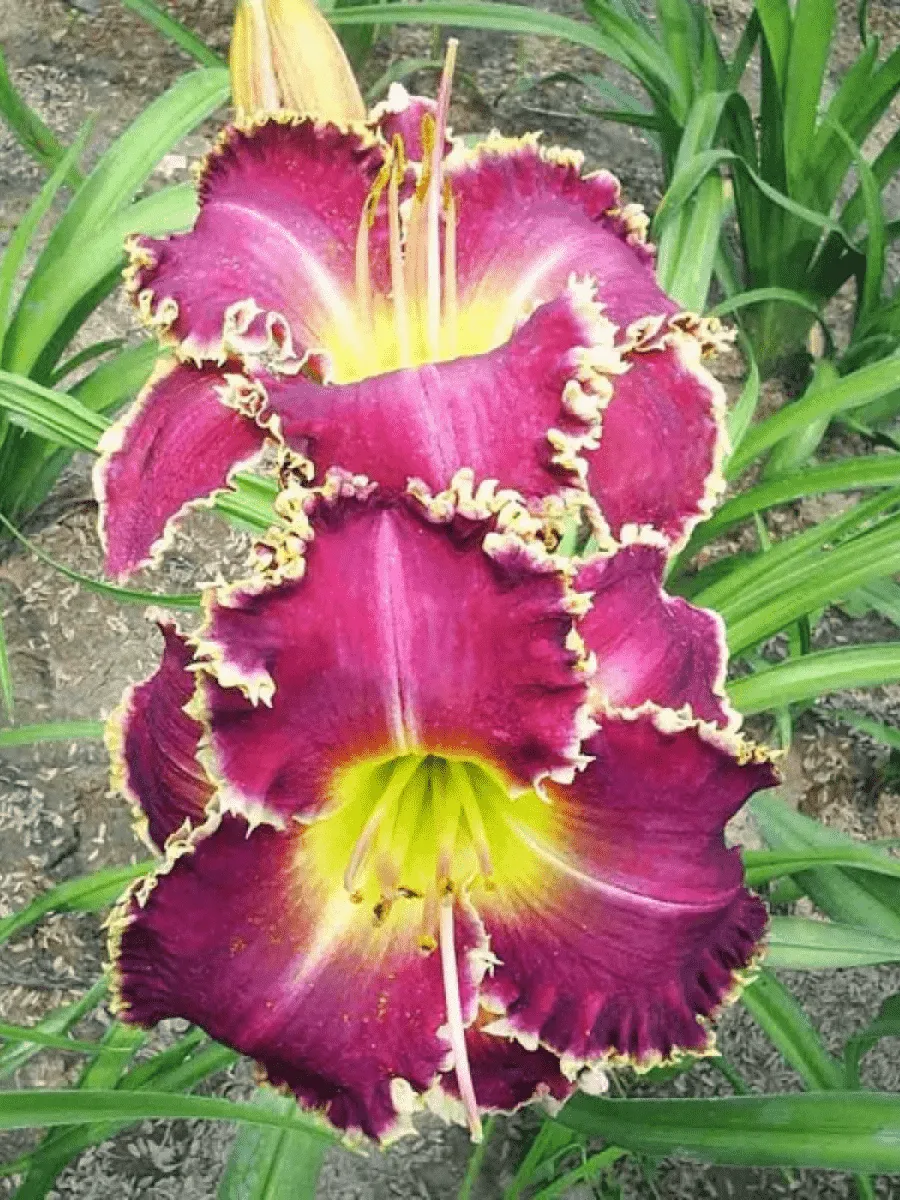 Лилейник Tooth