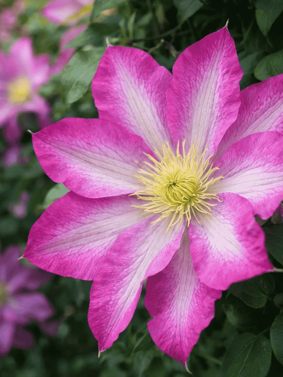 Клематис Pink Beauty