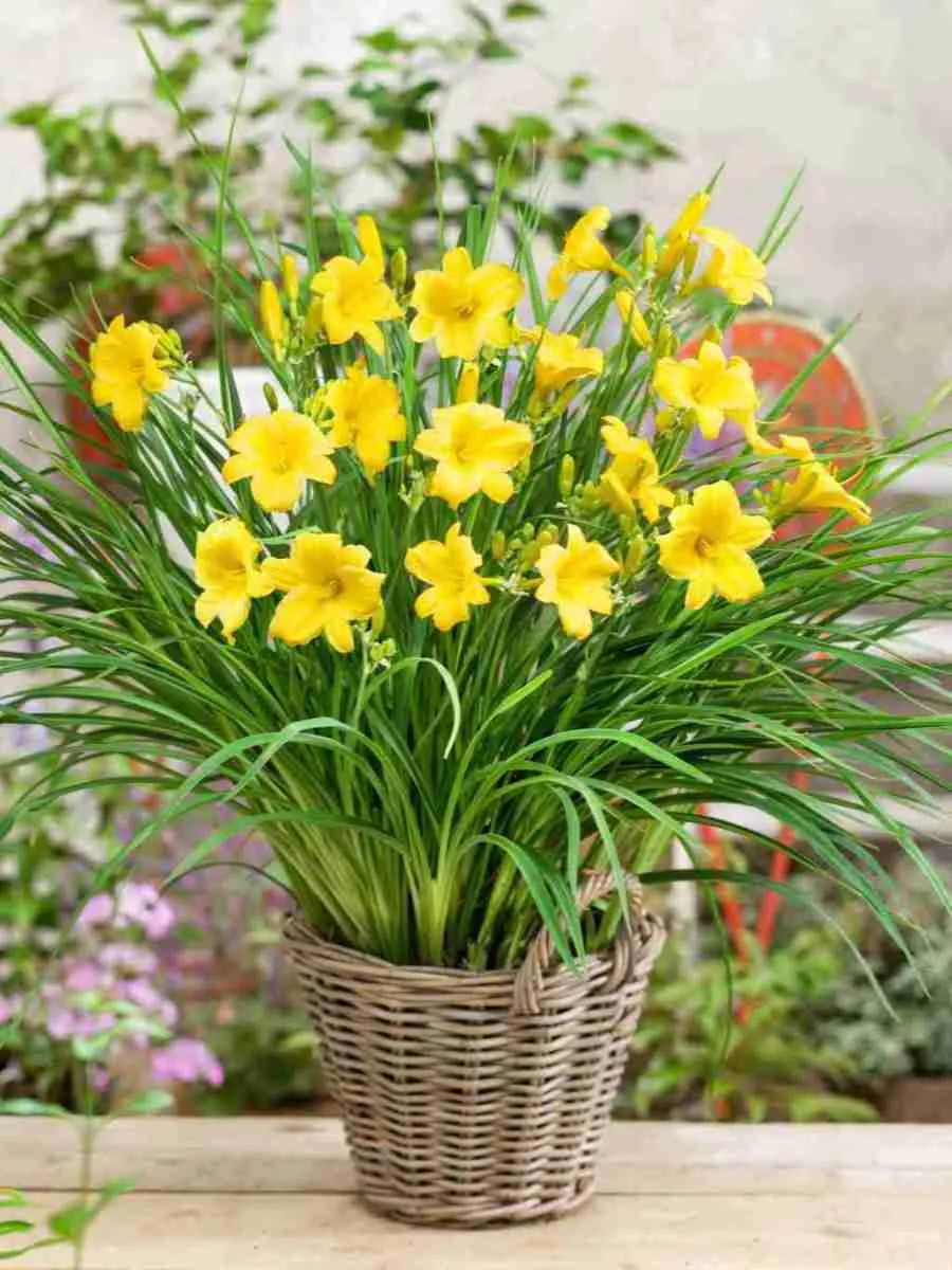 Лилейник Stella d’Oro